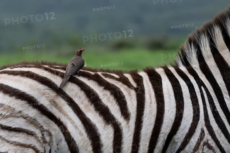 Red-billed oxpecker