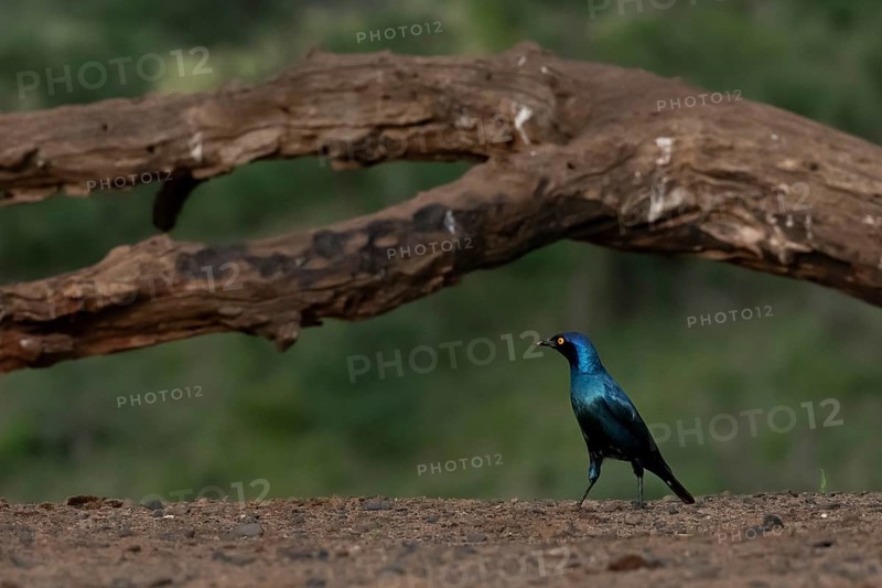Cape starling