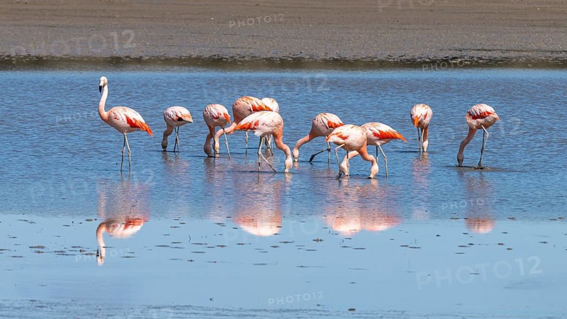 Chilean flamingo