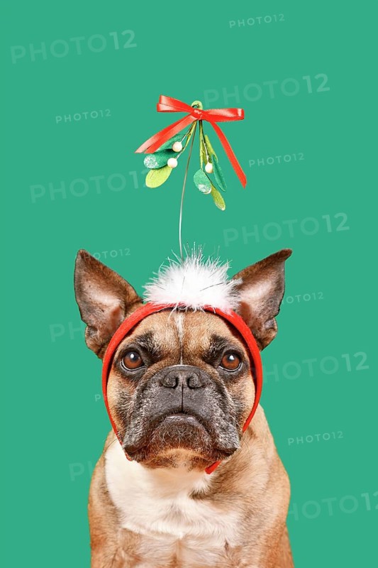 Cute French Bulldog dog wearing Christmas mistletoe headband in front of green background