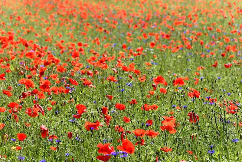 Poppy flowers