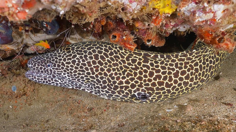 Laced moray
