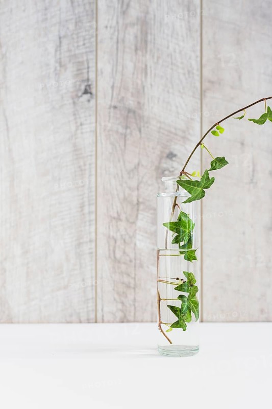 Ivy transparent vase white desk against wooden wall