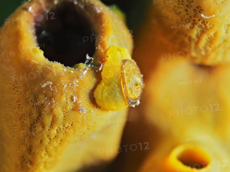 Golden sponge snail