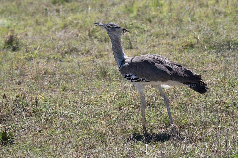 Kori bustard