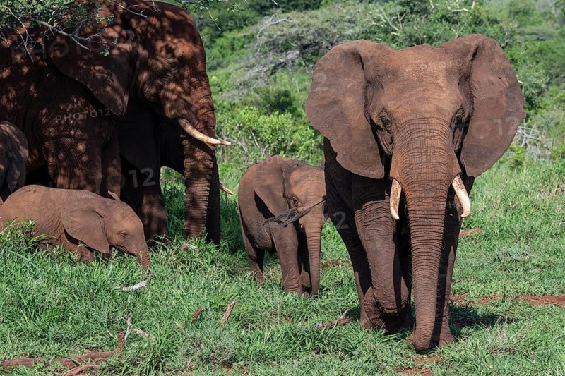 African elephant