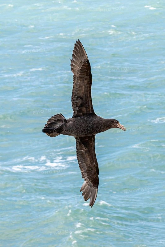 Southern giant petrel
