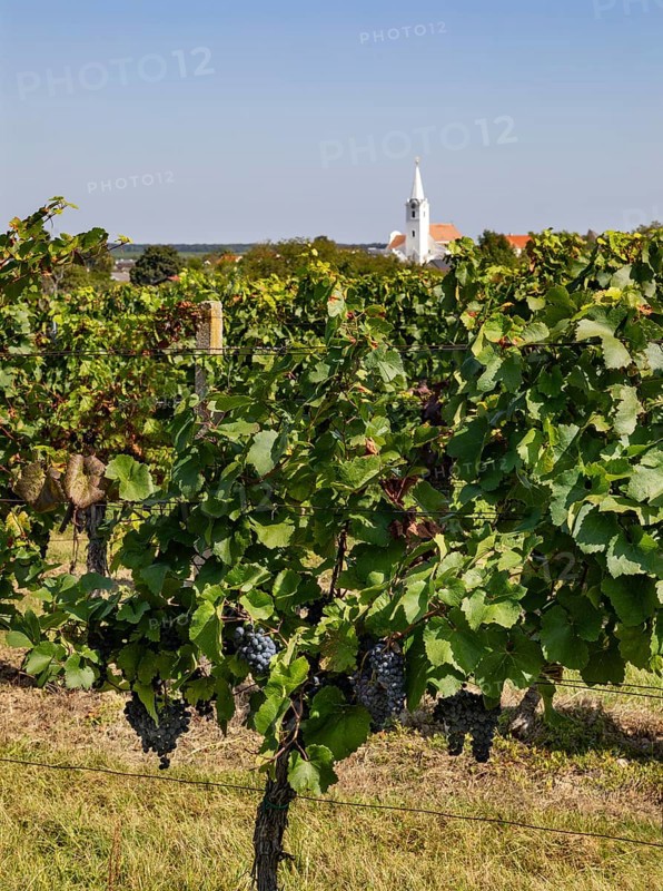 Vineyards