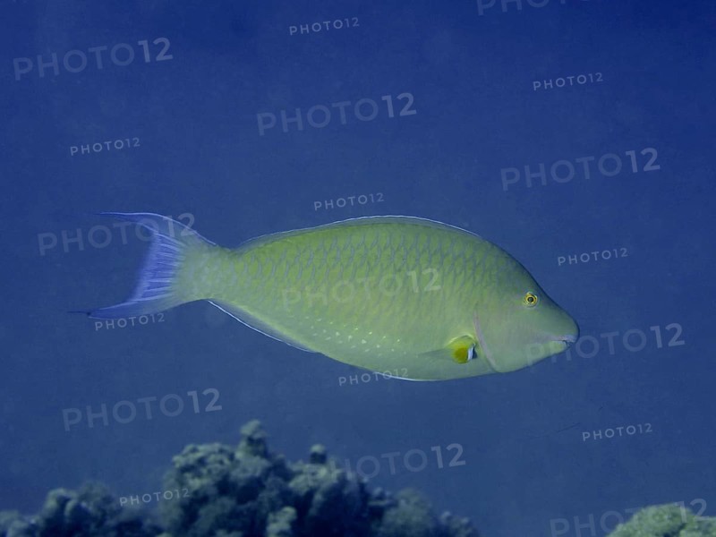 Indian longnose parrotfish