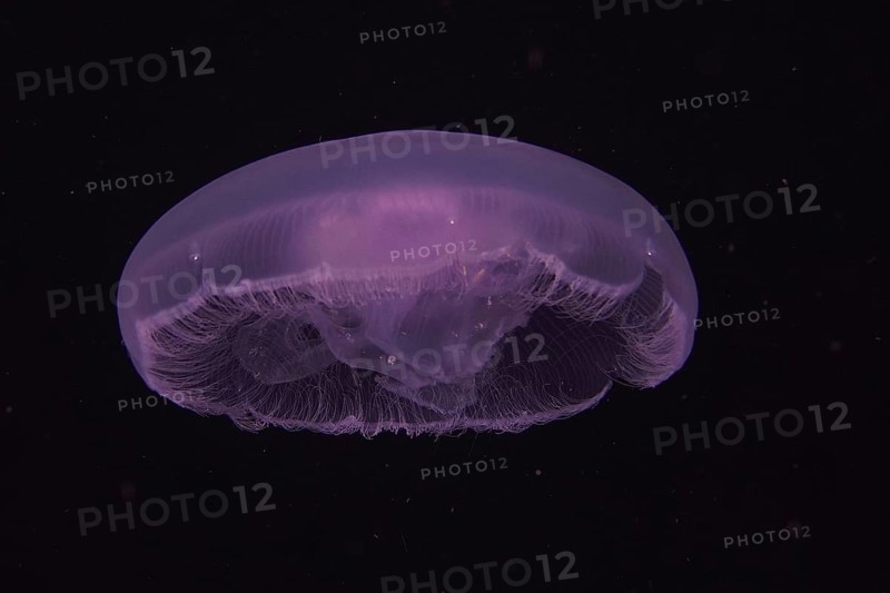 Common jellyfish