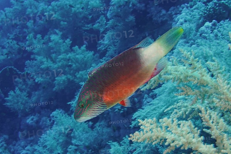 Cheek stripe wrasse