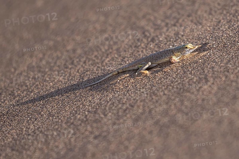 Shovel-nosed lizard