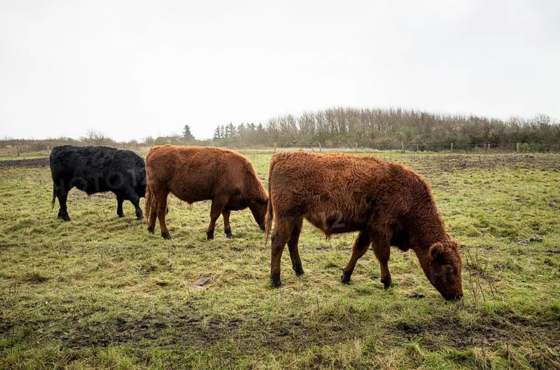 Galloway cattle on the pasture
