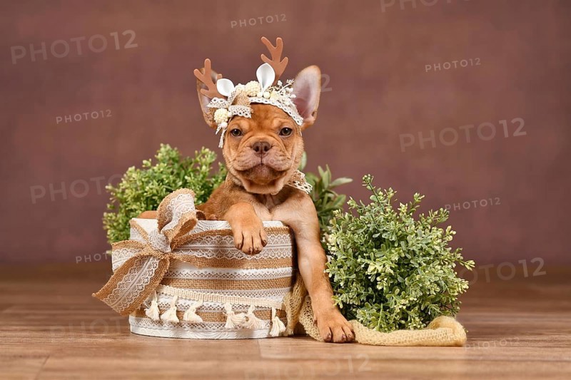Cute Mokka Sable Maskless French Bulldog puppy with reindeer antlers in box in front of brown background with boho style decoration