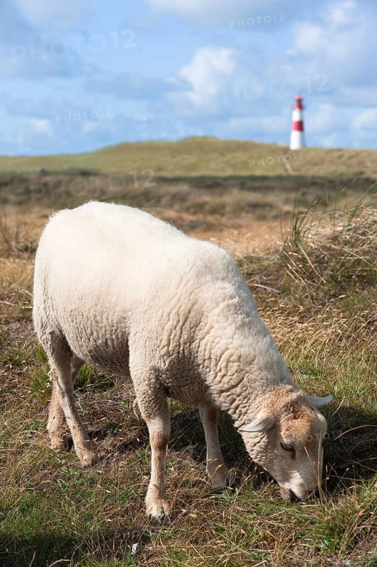 Sheep