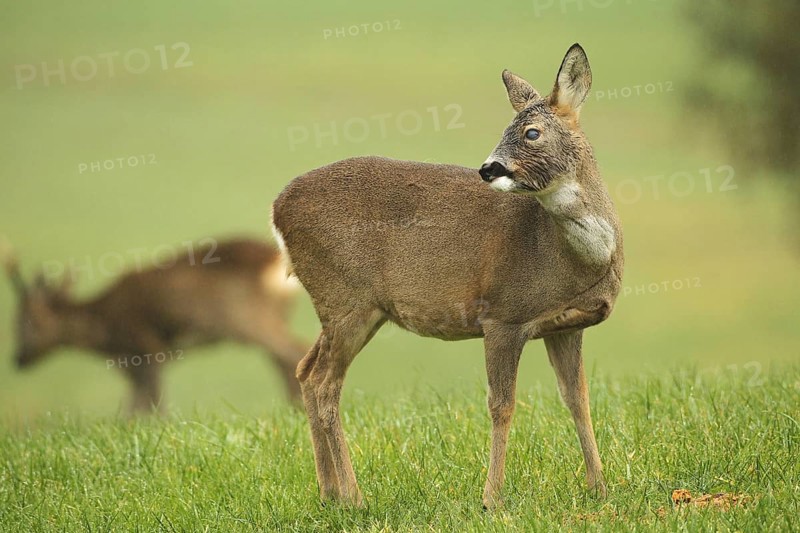 European roe deer
