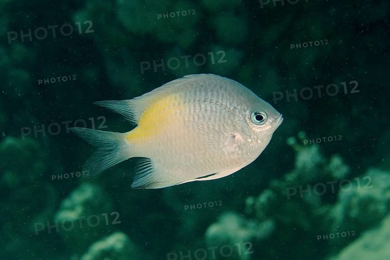 Yellow-sided damselfish