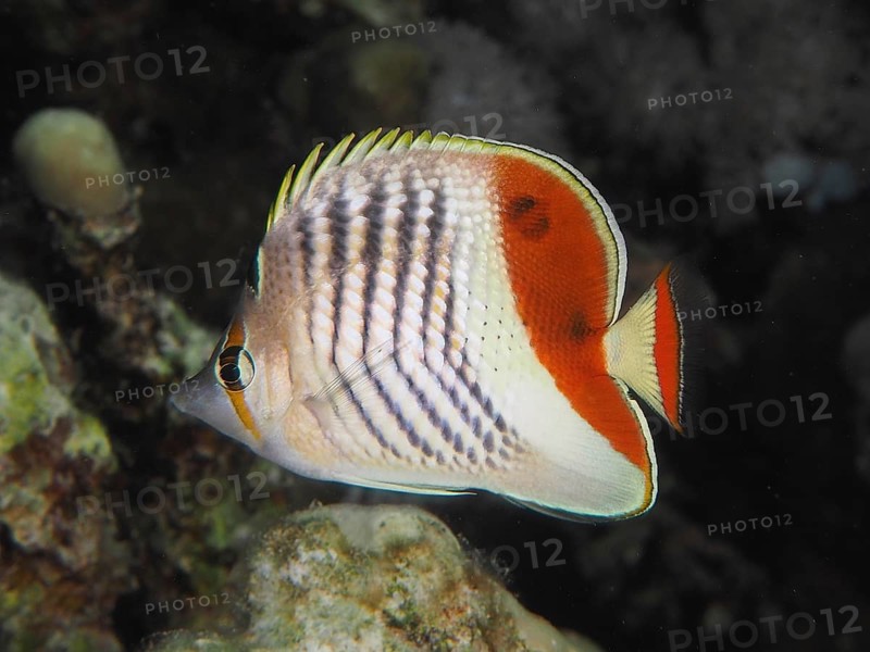 Eritrean butterflyfish