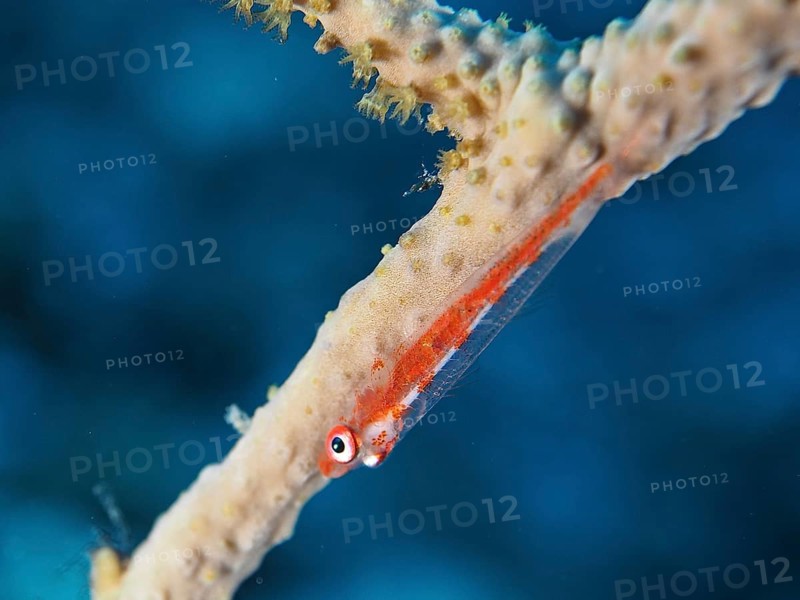 Dwarf pygmy goby