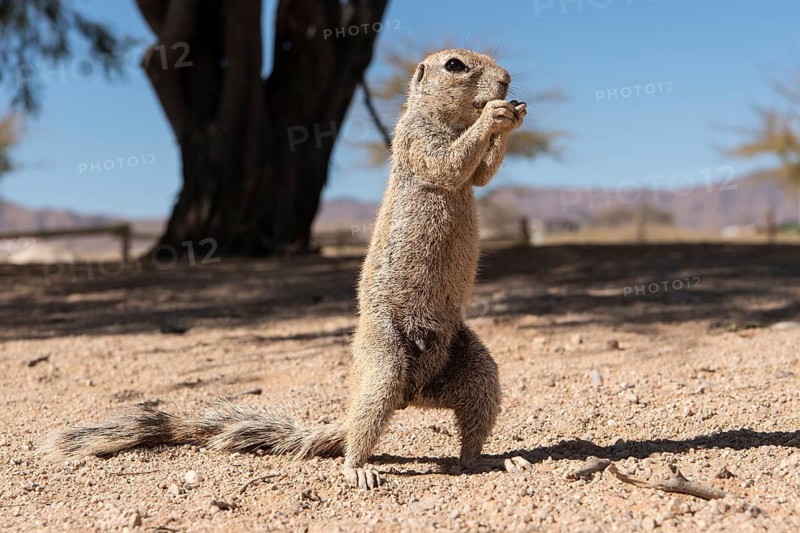 Mountain ground squirrel
