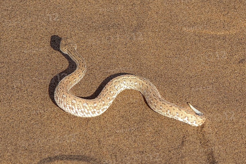 Dwarf puff adder