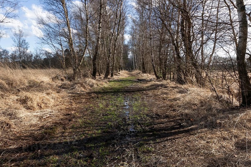 Swampy hiking trail lined with birch trees in the Duvenstedter Brook nature reserve