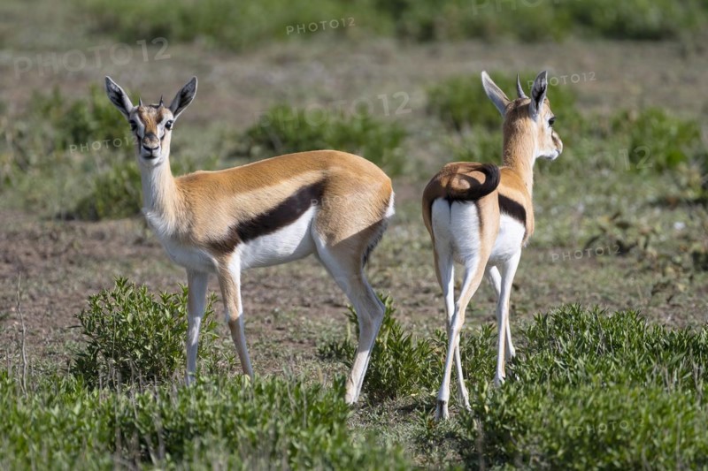 Serengeti thomson's gazelle