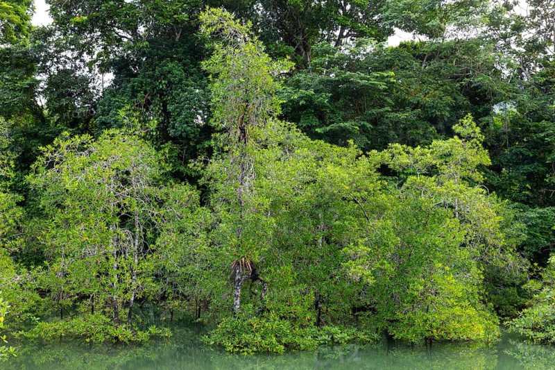 Mangrove forest