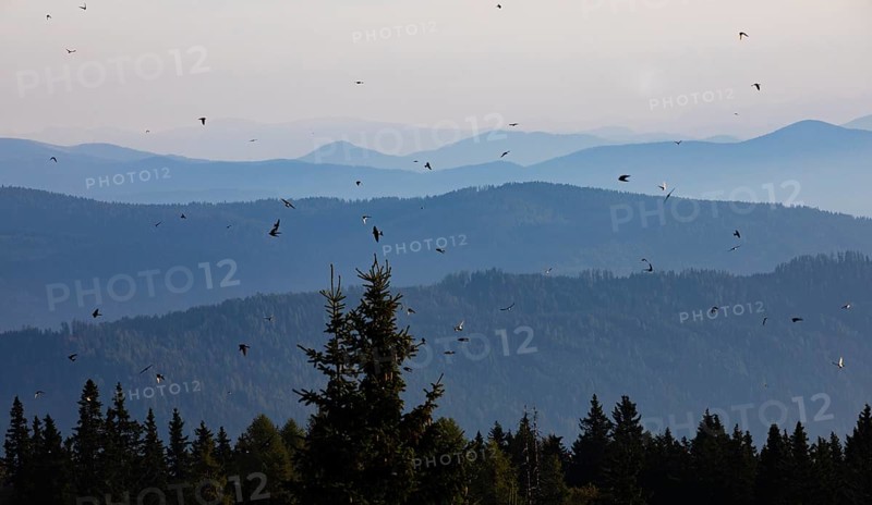 Swarm of swallows high above the mountains with a view of the Klagenfurt basin and the Karawanken