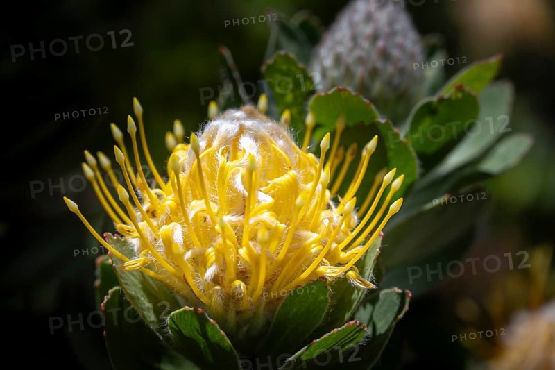 Pincushion sugarbush