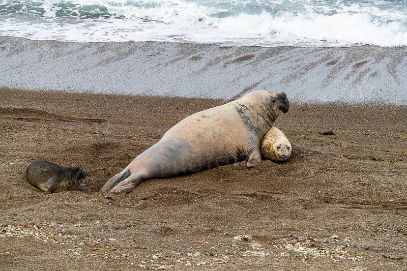 Southern elephant seals