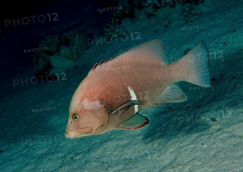Redmouth grouper