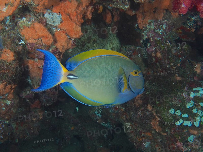 Eyestripe surgeonfish