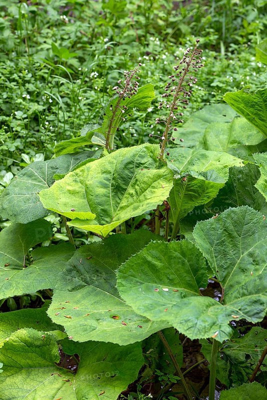 Flowering common butterbur