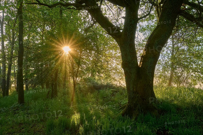 Oak