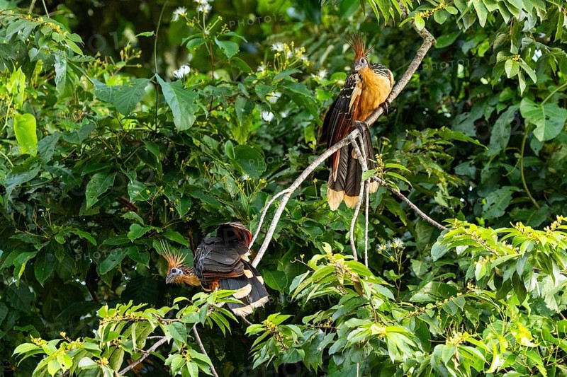 Hoatzin