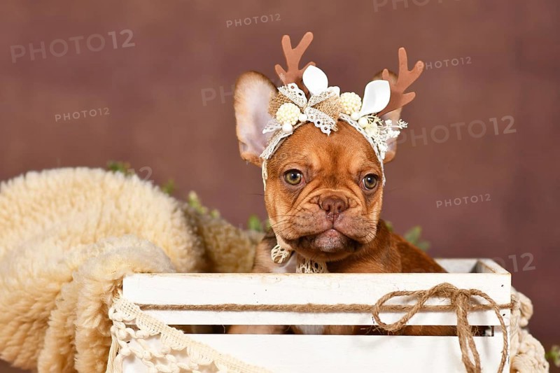 Cute French Bulldog puppy with reindeer antlers on brown background