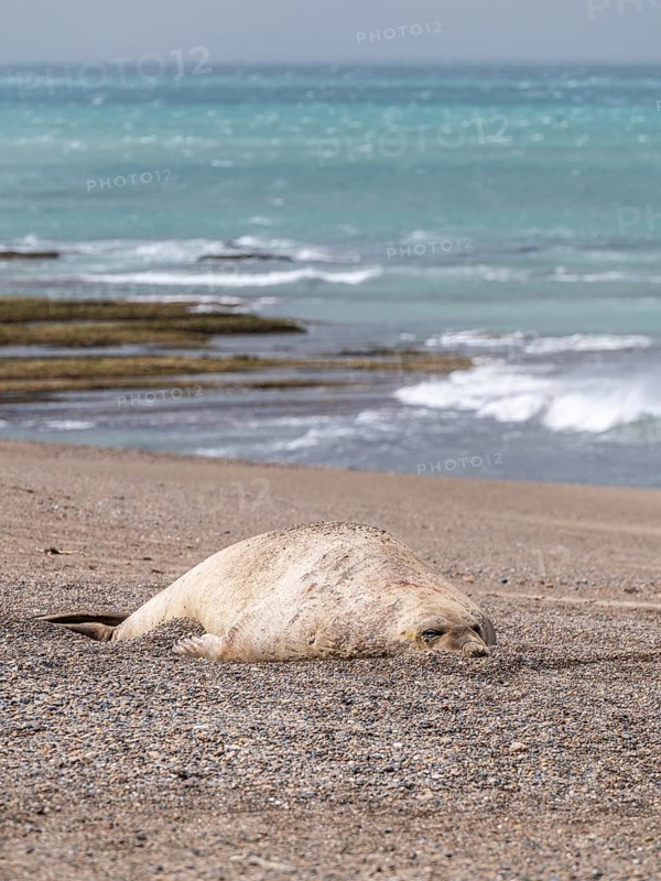 Southern elephant seal