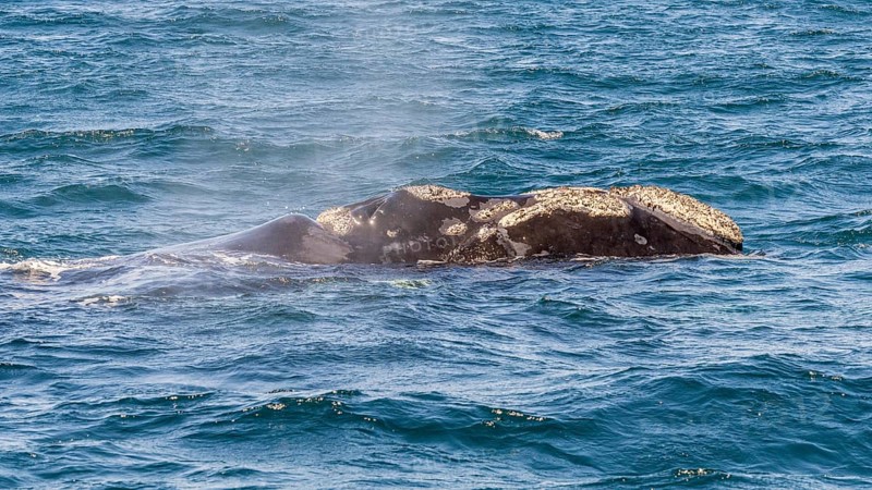 Southern right whale