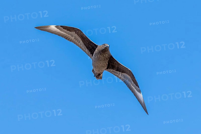 Brown Skua