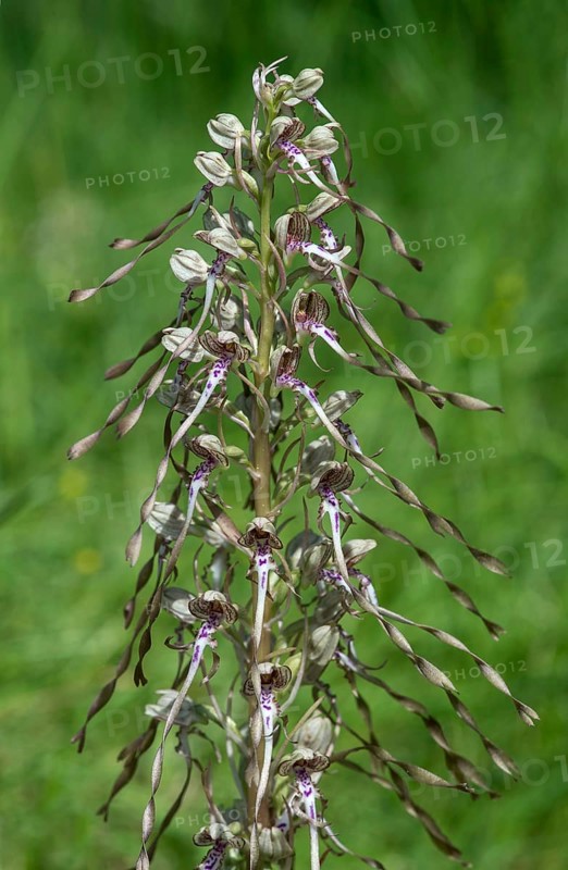 Lizard orchid
