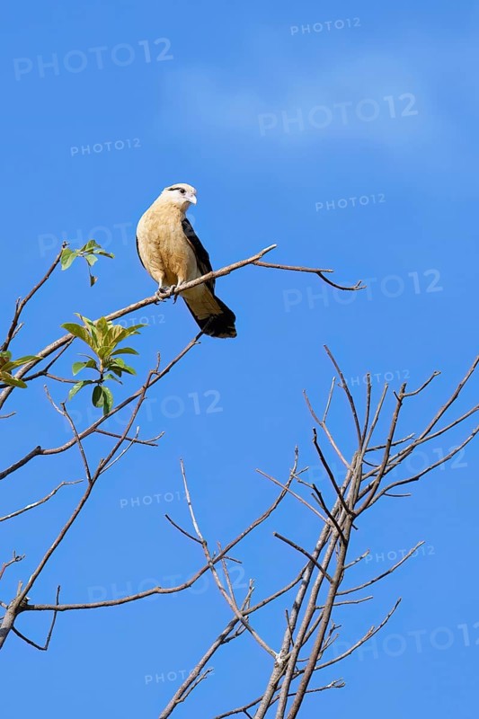 Yellow-headed Caracara