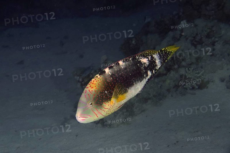 Male abudjubbe