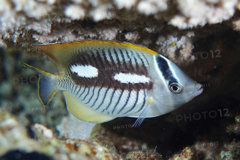 Chevron butterflyfish
