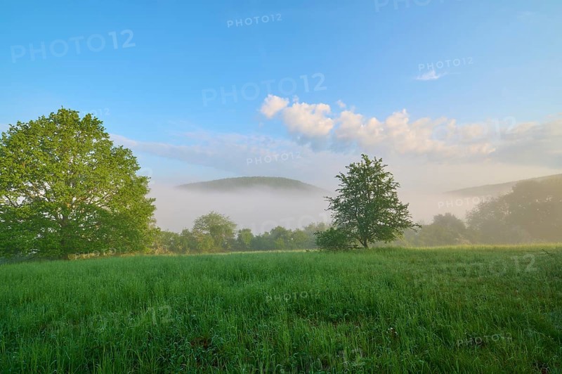 Meadow