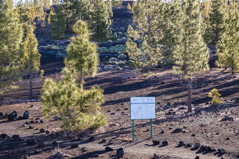 Canary Island pines
