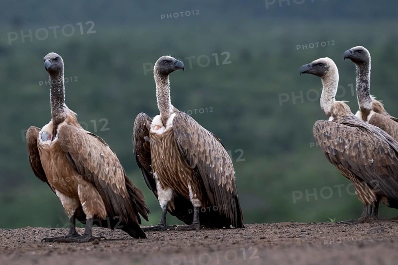 White-backed vulture