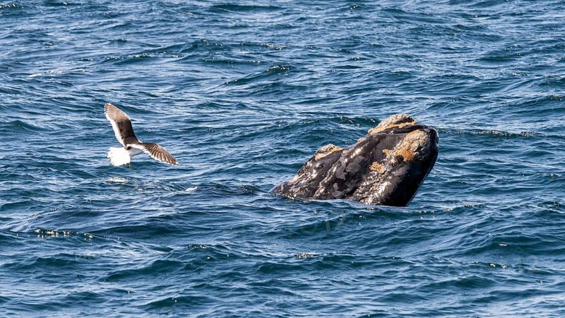 Southern right whale