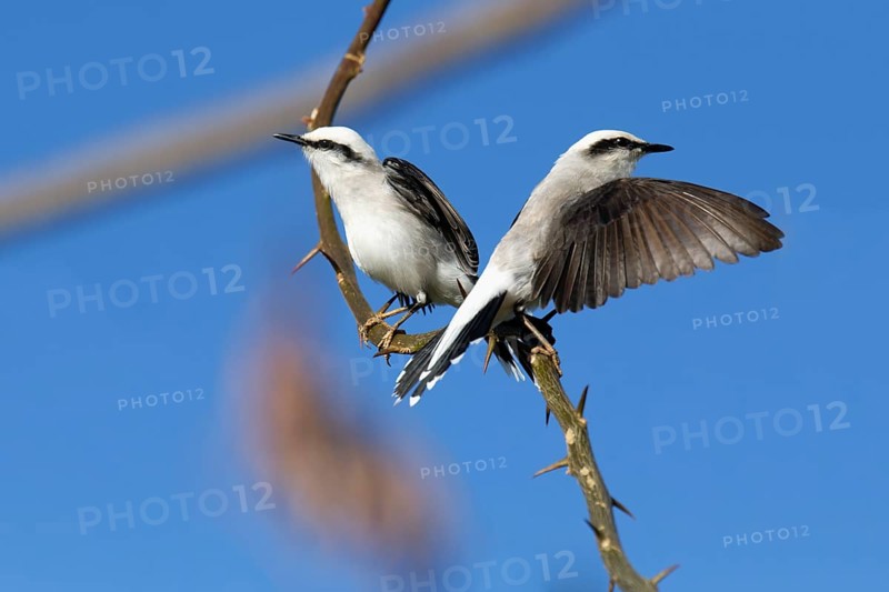 Courtship display of a couple of Masked Water-Tyrant
