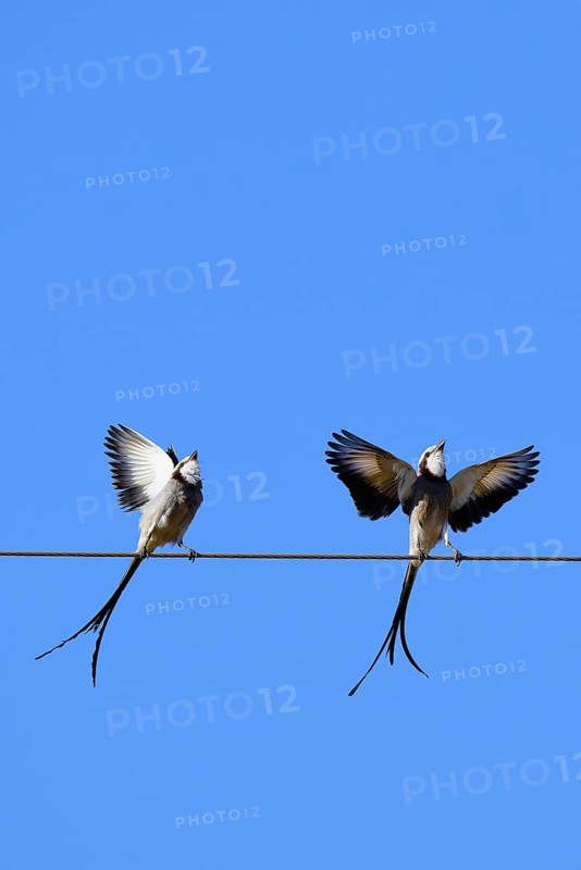 Courtship display of a couple of Streamer-tailed Tyrant
